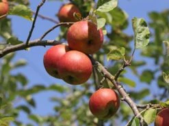Winterapfel 'Roter Boskoop' -Günstiges Erd Seele Geschäft winterapfel roter boskoop m000564 w 1