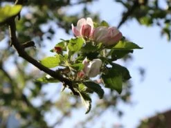 Winterapfel 'Schöner Aus Boskoop' 23 Winterapfel 'Schöner Aus Boskoop' -Günstiges Erd Seele Geschäft winterapfel schoener aus boskoop m004790 w 0