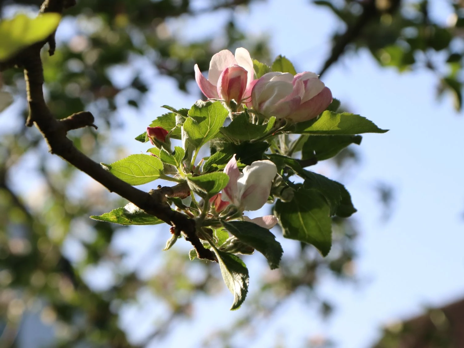 Winterapfel 'Schöner Aus Boskoop' 11 Winterapfel 'Schöner Aus Boskoop' – Bild 9