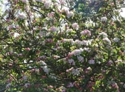 Winterapfel 'Schöner Aus Boskoop' 18 Winterapfel 'Schöner Aus Boskoop' -Günstiges Erd Seele Geschäft winterapfel schoener aus boskoop m004790 w 1