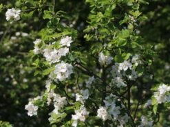 Winterapfel 'Schöner Aus Boskoop' 19 Winterapfel 'Schöner Aus Boskoop' -Günstiges Erd Seele Geschäft winterapfel schoener aus boskoop m004790 w 2