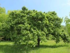 Winterapfel 'Schöner Aus Boskoop' 17 Winterapfel 'Schöner Aus Boskoop' -Günstiges Erd Seele Geschäft winterapfel schoener aus boskoop m004790 w 3