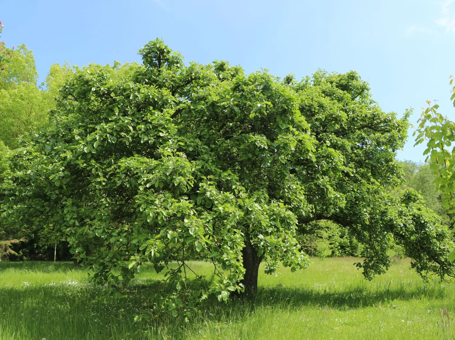 Winterapfel 'Schöner Aus Boskoop' 5 Winterapfel 'Schöner Aus Boskoop' – Bild 3