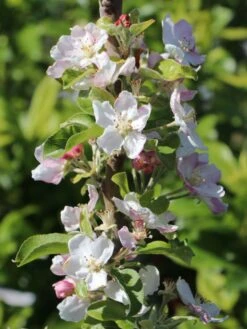 Winterapfel 'Spartan' -Günstiges Erd Seele Geschäft winterapfel spartan m006602 w 1