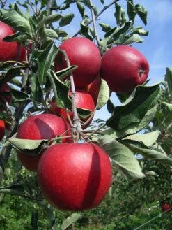 Winterapfel 'Spartan' -Günstiges Erd Seele Geschäft winterapfel spartan m006602 w 2