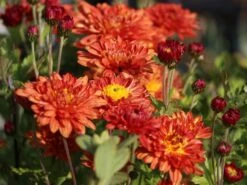 Winteraster 'Bronzekrone' -Günstiges Erd Seele Geschäft winteraster bronzekrone m079464 w 0