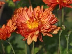 Winteraster 'Bronzekrone' -Günstiges Erd Seele Geschäft winteraster bronzekrone m079464 w 2