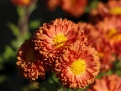 Winteraster 'Bronzekrone' -Günstiges Erd Seele Geschäft winteraster bronzekrone m079464 w 4