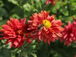 Winteraster 'Bronzekrone' -Günstiges Erd Seele Geschäft winteraster bronzekrone m079464 w 7