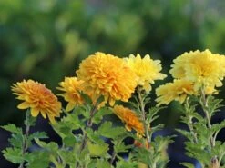 Winteraster 'Juliane'