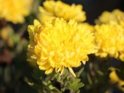 Winteraster 'Juliane' -Günstiges Erd Seele Geschäft winteraster juliane m058184 w 1