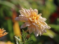 Winteraster 'Scherzo'