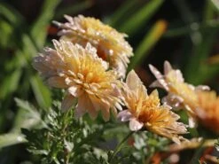 Winteraster 'Scherzo' -Günstiges Erd Seele Geschäft winteraster scherzo m074179 w 0