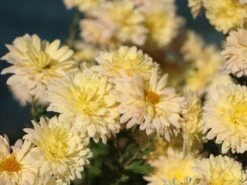 Winteraster 'Scherzo' -Günstiges Erd Seele Geschäft winteraster scherzo m074179 w 2