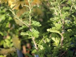 Winteraster 'Scherzo' -Günstiges Erd Seele Geschäft winteraster scherzo m074179 w 3