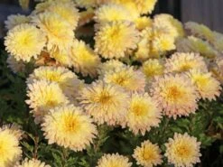 Winteraster 'Scherzo' -Günstiges Erd Seele Geschäft winteraster scherzo m074179 w 4