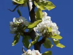 Winterbirne 'Bosc's Flaschenbirne' / 'Kaiser Alexander' -Günstiges Erd Seele Geschäft winterbirne boscs flaschenbirne kaiser alexander m002610 w 0