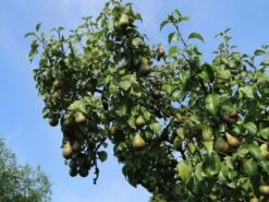 Winterbirne 'Bosc's Flaschenbirne' / 'Kaiser Alexander' -Günstiges Erd Seele Geschäft winterbirne boscs flaschenbirne kaiser alexander m002610 w 2