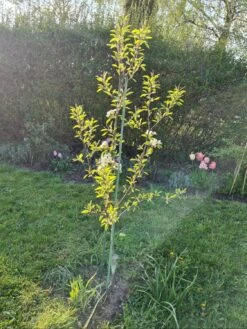 Winterbirne 'Gräfin Von Paris' / 'Comtesse De Paris' 23 Winterbirne 'Gräfin Von Paris' / 'Comtesse De Paris' -Günstiges Erd Seele Geschäft winterbirne graefin von paris comtesse de paris m005056 1204303 0