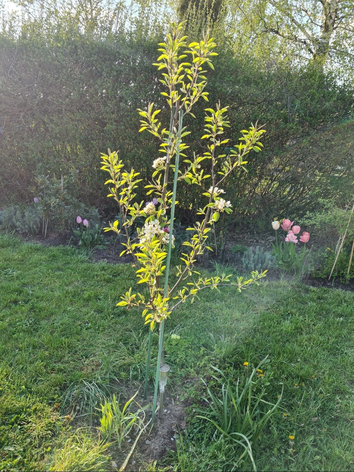 Winterbirne 'Gräfin Von Paris' / 'Comtesse De Paris' 13 Winterbirne 'Gräfin Von Paris' / 'Comtesse De Paris' – Bild 11