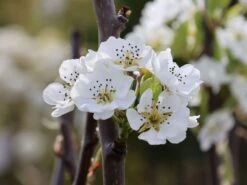 Winterbirne 'Gräfin Von Paris' / 'Comtesse De Paris' 19 Winterbirne 'Gräfin Von Paris' / 'Comtesse De Paris' -Günstiges Erd Seele Geschäft winterbirne graefin von paris comtesse de paris m005056 w 0