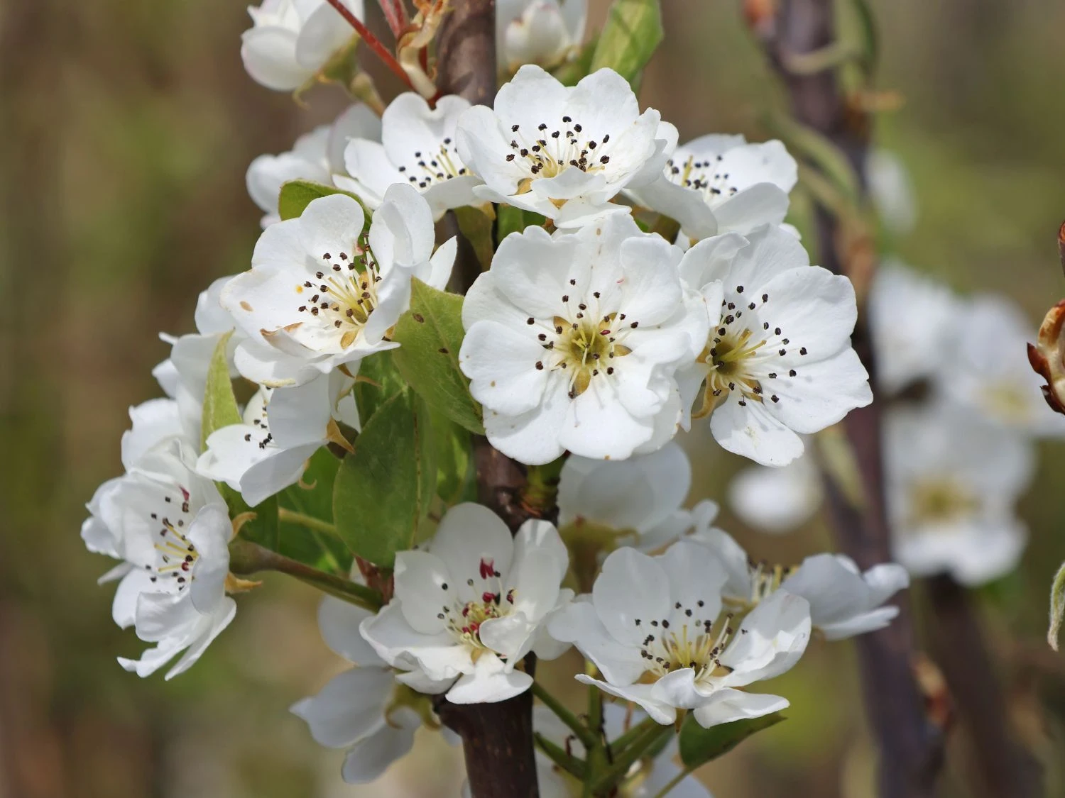Winterbirne 'Gräfin Von Paris' / 'Comtesse De Paris' 4 Winterbirne 'Gräfin Von Paris' / 'Comtesse De Paris' – Bild 2