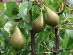 Winterbirne 'Gräfin Von Paris' / 'Comtesse De Paris' 15 Winterbirne 'Gräfin Von Paris' / 'Comtesse De Paris' -Günstiges Erd Seele Geschäft winterbirne graefin von paris comtesse de paris m005056 w 2