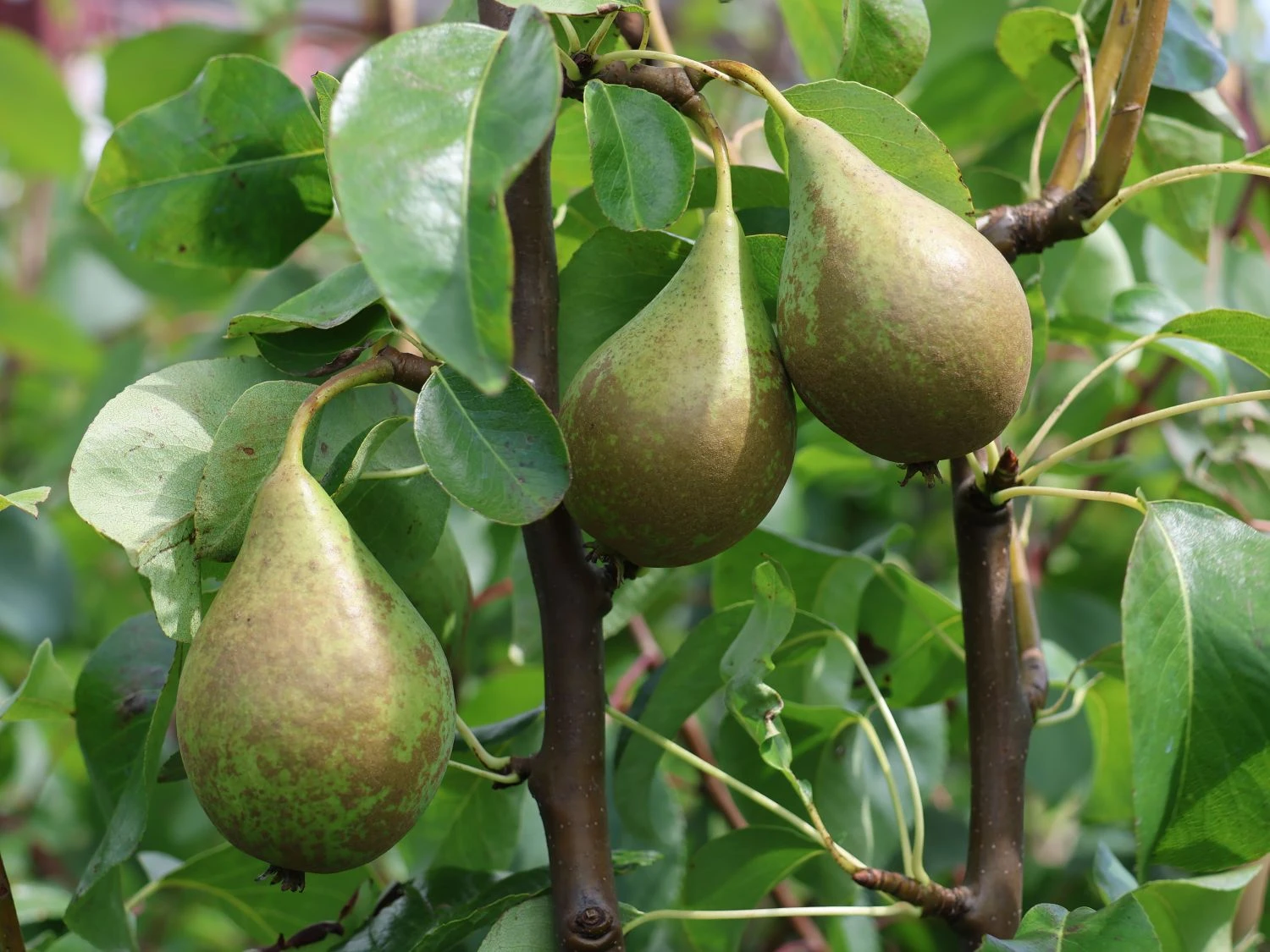 Winterbirne 'Gräfin Von Paris' / 'Comtesse De Paris' 5 Winterbirne 'Gräfin Von Paris' / 'Comtesse De Paris' – Bild 3