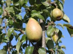 Winterbirne 'Gräfin Von Paris' / 'Comtesse De Paris'