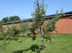 Winterbirne 'Gräfin Von Paris' / 'Comtesse De Paris' 20 Winterbirne 'Gräfin Von Paris' / 'Comtesse De Paris' -Günstiges Erd Seele Geschäft winterbirne graefin von paris comtesse de paris spaet m005056 w 0