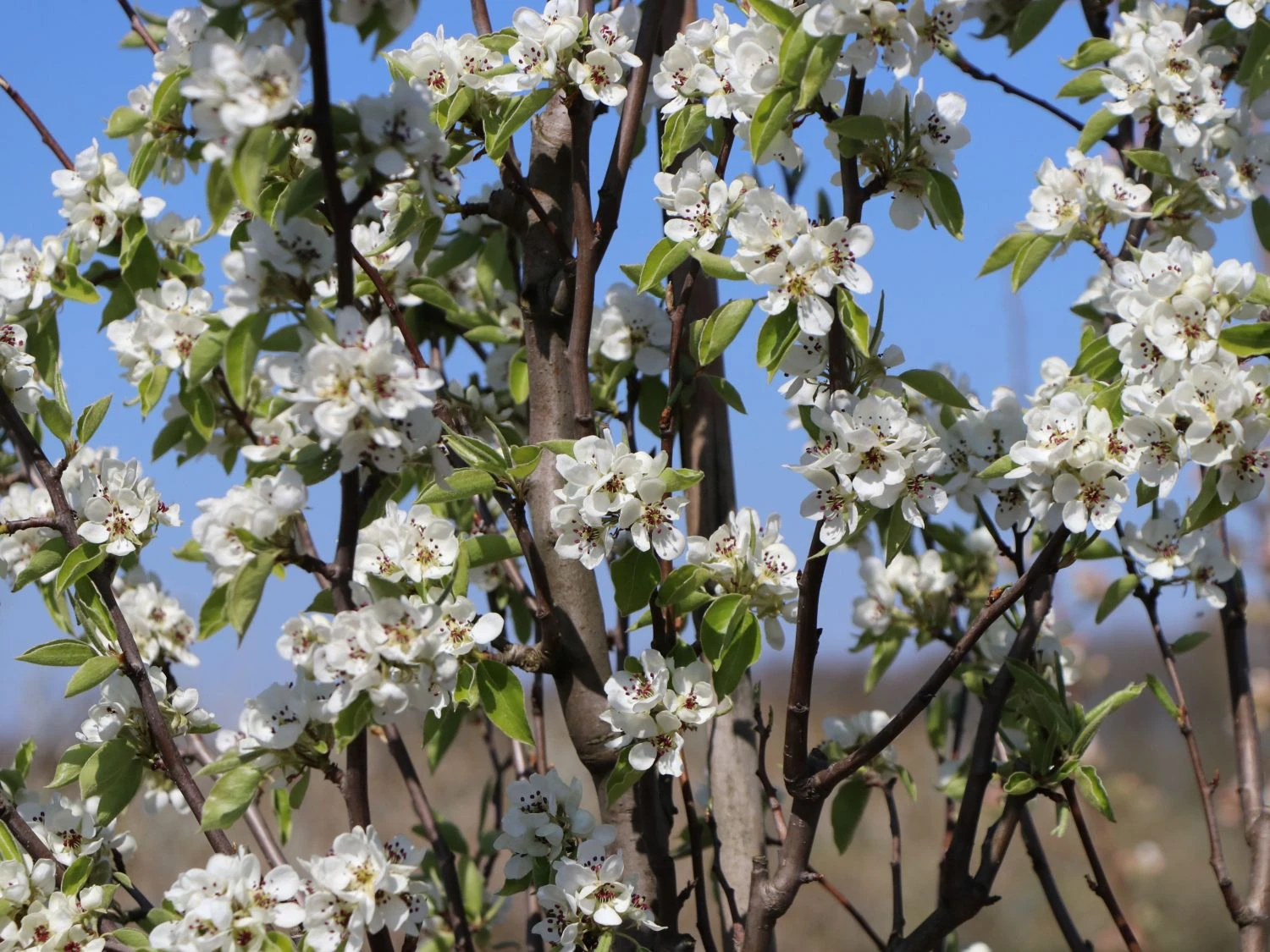 Winterbirne 'Gräfin Von Paris' / 'Comtesse De Paris' 6 Winterbirne 'Gräfin Von Paris' / 'Comtesse De Paris' – Bild 4