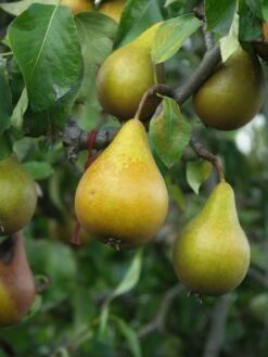 Winterbirne 'Gräfin Von Paris' / 'Comtesse De Paris' 22 Winterbirne 'Gräfin Von Paris' / 'Comtesse De Paris' -Günstiges Erd Seele Geschäft winterbirne graefin von paris comtesse de paris spaet m005056 w 2