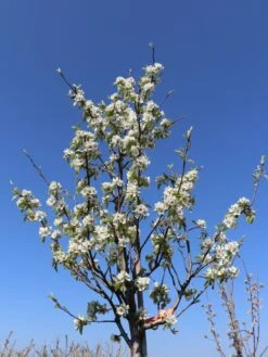 Winterbirne 'Gräfin Von Paris' / 'Comtesse De Paris' 21 Winterbirne 'Gräfin Von Paris' / 'Comtesse De Paris' -Günstiges Erd Seele Geschäft winterbirne graefin von paris comtesse de paris spaet m005056 w 3