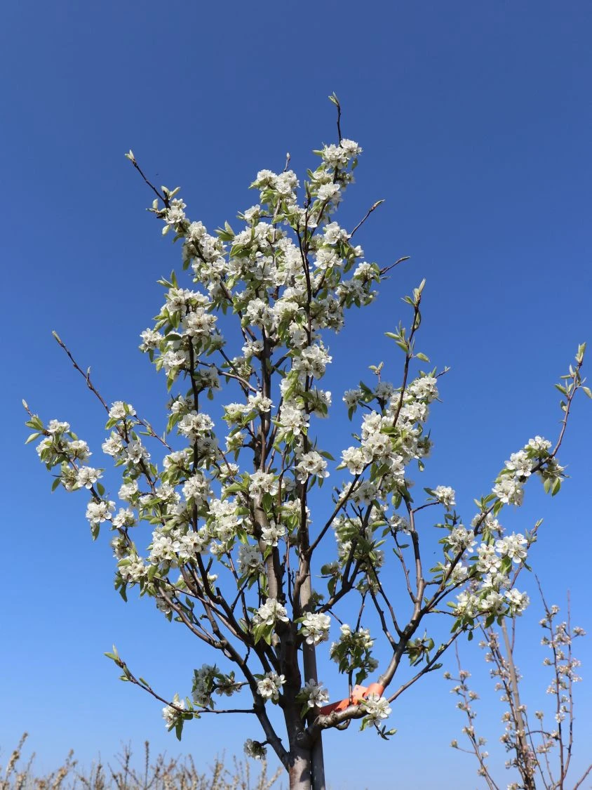 Winterbirne 'Gräfin Von Paris' / 'Comtesse De Paris' 11 Winterbirne 'Gräfin Von Paris' / 'Comtesse De Paris' – Bild 9