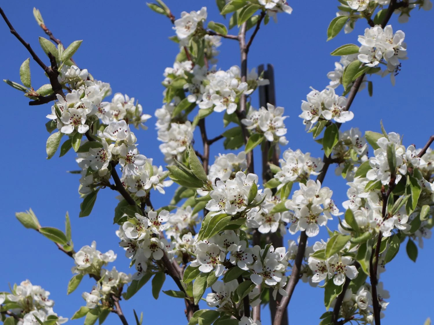 Winterbirne 'Gräfin Von Paris' / 'Comtesse De Paris' 8 Winterbirne 'Gräfin Von Paris' / 'Comtesse De Paris' – Bild 6