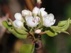 Winterbirne 'Gräfin Von Paris' / 'Comtesse De Paris' 17 Winterbirne 'Gräfin Von Paris' / 'Comtesse De Paris' -Günstiges Erd Seele Geschäft winterbirne graefin von paris comtesse de paris spaet m005056 w 5