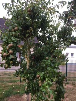 Winterbirne 'Liegelts Butterbirne' -Günstiges Erd Seele Geschäft winterbirne liegelts butterbirne m005064 102212 0