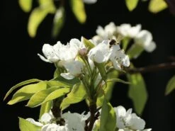 Winterbirne 'Liegelts Butterbirne' -Günstiges Erd Seele Geschäft winterbirne liegelts butterbirne m005064 w 1