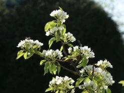 Winterbirne 'Liegelts Butterbirne' -Günstiges Erd Seele Geschäft winterbirne liegelts butterbirne m005064 w 2