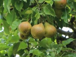 Winterbirne 'Madame Verte'