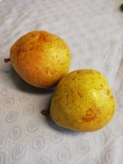 Winterbirne 'Novembra' ® / 'Nojabrskaja' -Günstiges Erd Seele Geschäft winterbirne novembra nojabrskaja m045507 1055238 0