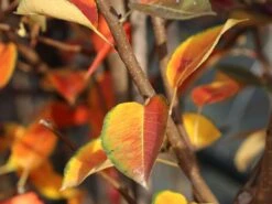 Winterbirne 'Novembra' ® / 'Nojabrskaja' -Günstiges Erd Seele Geschäft winterbirne novembra nojabrskaja m045507 w 0