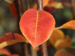 Winterbirne 'Novembra' ® / 'Nojabrskaja' -Günstiges Erd Seele Geschäft winterbirne novembra nojabrskaja m045507 w 1