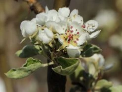 Winterbirne 'Novembra' ® / 'Nojabrskaja' -Günstiges Erd Seele Geschäft winterbirne novembra nojabrskaja m045507 w 2