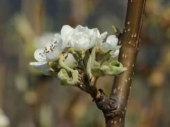 Winterbirne 'Novembra' ® / 'Nojabrskaja' -Günstiges Erd Seele Geschäft winterbirne novembra nojabrskaja m045507 w 3