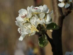 Winterbirne 'Novembra' ® / 'Nojabrskaja' -Günstiges Erd Seele Geschäft winterbirne novembra nojabrskaja m045507 w 4