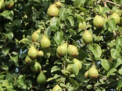 Winterbirne 'Novembra' ® / 'Nojabrskaja' -Günstiges Erd Seele Geschäft winterbirne novembra nojabrskaja m045507 w 6