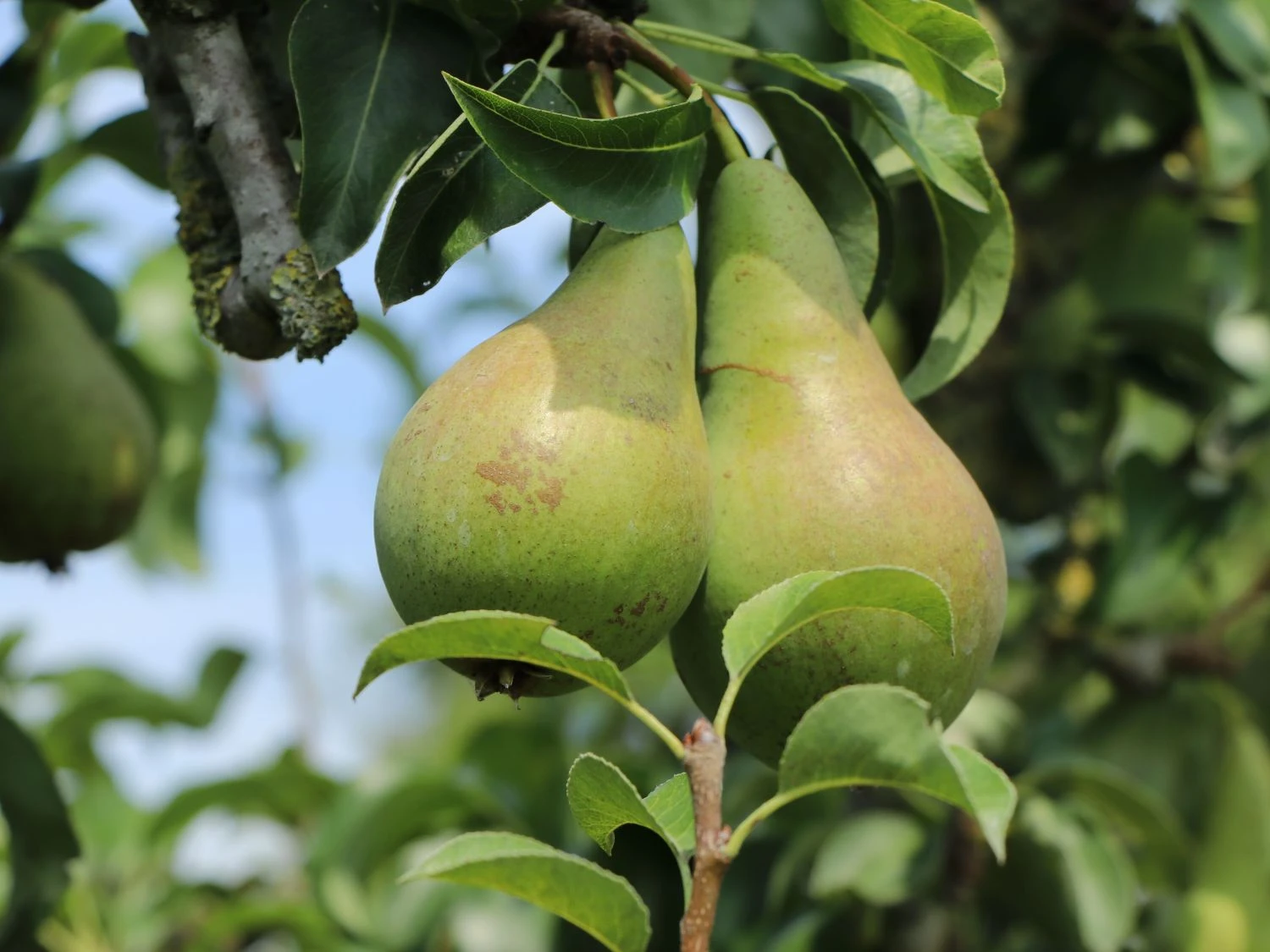 Winterbirne 'Vereinsdechantsbirne' 3 Winterbirne 'Vereinsdechantsbirne'