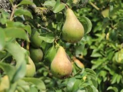 Winterbirne 'Vereinsdechantsbirne' 8 Winterbirne 'Vereinsdechantsbirne' -Günstiges Erd Seele Geschäft winterbirne vereinsdechantsbirne m002608 w 0