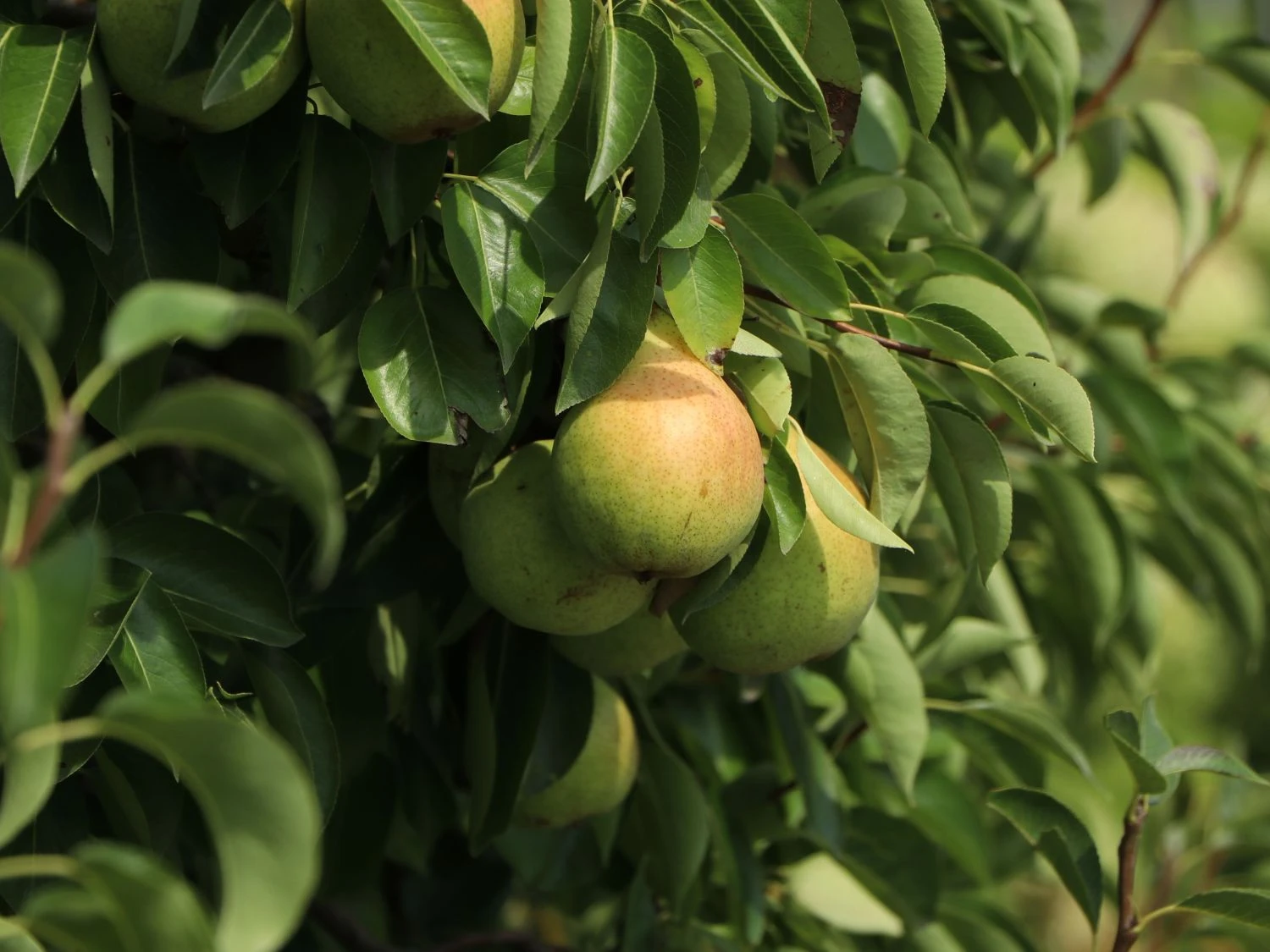 Winterbirne 'Vereinsdechantsbirne' 4 Winterbirne 'Vereinsdechantsbirne' – Bild 2